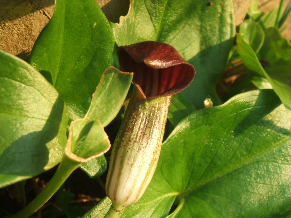Arisarum vulgare / Arisaro comune